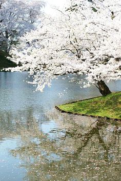 a tree with white flowers is next to a body of water in the middle of a park