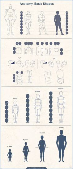 an info sheet shows the different types of body shapes and how they are used to make them