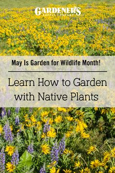 a field full of wildflowers with the words, may is garden for wildlife month learn how to garden with native plants