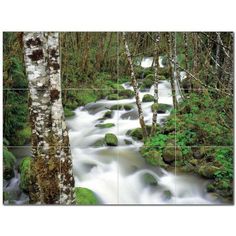 three pictures of trees and water in the woods