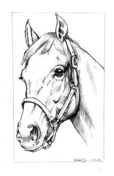 a pencil drawing of a horse's head