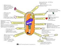 a diagram with the words physiolgic changes in pregnancy