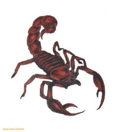 a drawing of a scorpion on a white background