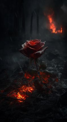 a red rose sitting on top of a dark ground in the middle of some fire