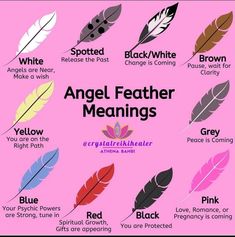 a poster with different types of feathers on it's pink backgrouding