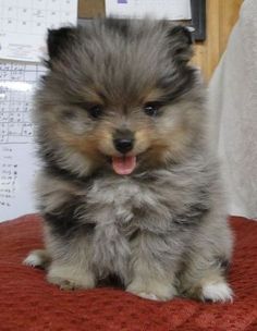 a small dog sitting on top of a red blanket