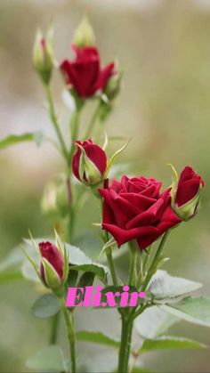 three red roses with green leaves in the foreground