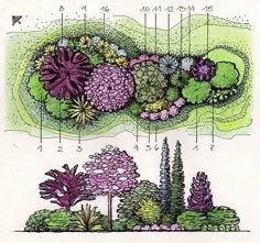 a garden design with various plants and flowers in it, including trees, shrubs, and bushes