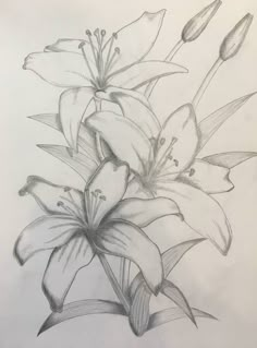 a pencil drawing of some flowers