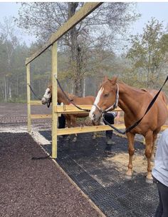 two brown horses standing next to each other near a wooden fence and some people in the background