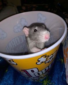 a small rodent in a cup on a blanket