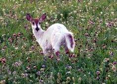 a small white and brown deer standing on top of a lush green field filled with flowers