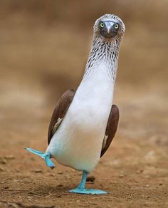 a white and brown bird standing on top of a dirt field