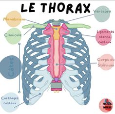 diagram of the human body showing the thorax and its major structures in french language