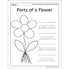 the parts of a flower worksheet for kids to practice their handwriting and writing skills