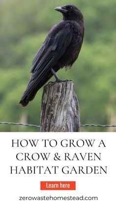 a black bird sitting on top of a wooden post with the words how to grow a crow and raven habitat garden