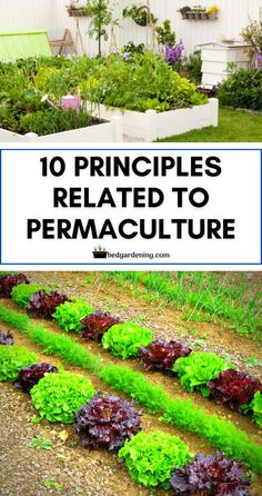 a garden with lots of plants growing in it and the words 10 pringles related to permaculture