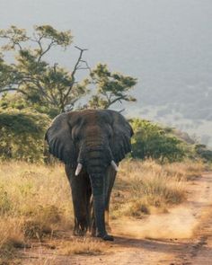 an elephant is walking down a dirt road