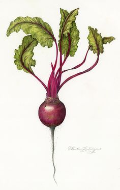 a drawing of a beet with green leaves