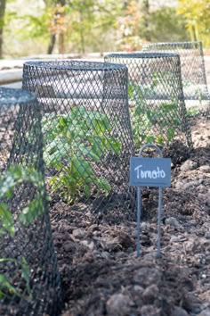 there is a sign that says tomato in the dirt