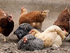 a group of chickens standing next to each other on top of a dirt field with rocks