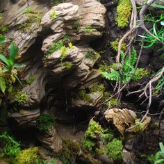 the rocks are covered in moss and water