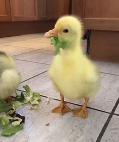 two baby ducks eating leaves off the floor