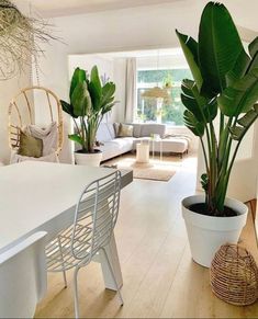 a living room filled with furniture and lots of green plants on top of a table