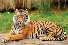 a tiger laying on top of a dirt ground next to green grass and bushes in the background