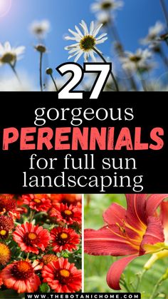 Three images of full sun perennial flowers. Text reads: 27 gorgeous perennials for full sun landscaping. Zone 7 Full Sun Perennials, Best Full Sun Plants Landscapes, Full Sun Perennial Garden Plan Zone 5, Best Perennials For Full Sun, Flower Bed Ideas Full Sun, Plants For Full Sun And Heat, Full Sun Perennial Garden Plan