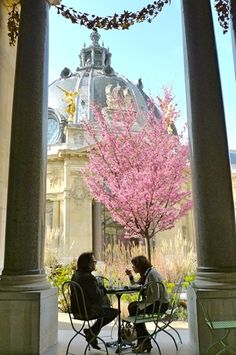 two people sitting at an outdoor table under a pink tree