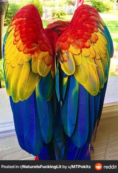 two colorful parrots standing next to each other on top of a window sill