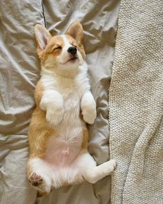 a small brown and white dog laying on it's back next to a blanket