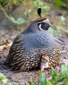 a bird sitting on the ground with its baby in it's lap next to flowers