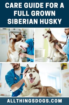 a dog being groomed by a veterinator with text overlay that says, care guide for a full grown siberian husky