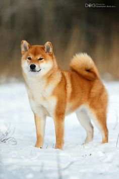 a brown and white dog standing in the snow