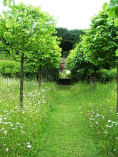 an open field with many trees and white flowers