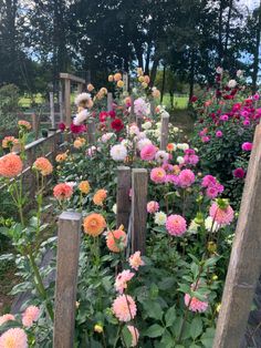 many different colored flowers in a garden with wooden posts and fenced in area behind them