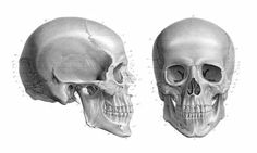 two views of the same human skull