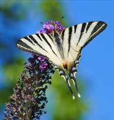 a white and black butterfly sitting on top of a purple flower