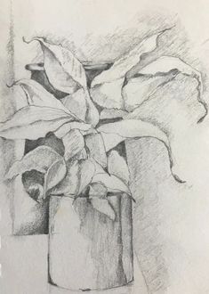 a pencil drawing of a plant in a vase on a white paper background with the image of a potted plant next to it