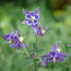 purple flowers with green leaves in the background