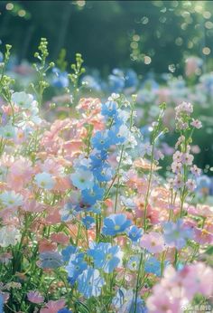 blue, pink and white flowers are in the sunbeams on a sunny day