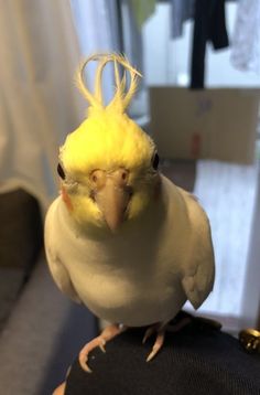 a yellow and white bird sitting on top of someone's arm