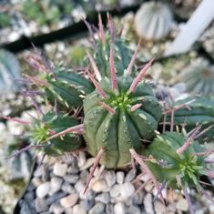 a small green cactus with pink tips in a rock planter filled with gravel and rocks