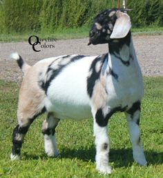 a small black and white goat standing in the grass