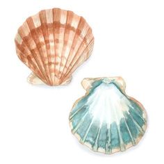 two seashells are shown on a white background