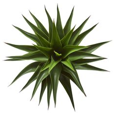 a large green plant on a white background