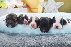 five puppies are sleeping on a blue blanket