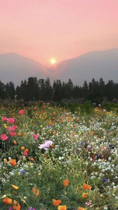 a field full of flowers with the sun setting in the distance behind them and mountains